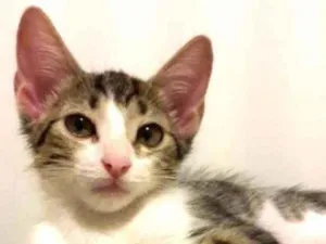 Gato raça Srd idade 2 a 6 meses nome Eva
