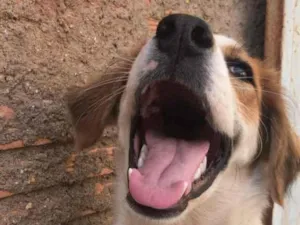 Cachorro raça Vira lata idade 7 a 11 meses nome Pandora