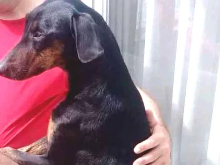 Cachorro ra a "Doberman" idade 4 anos nome DUDA