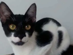 Gato raça Srd idade 2 a 6 meses nome Gigi