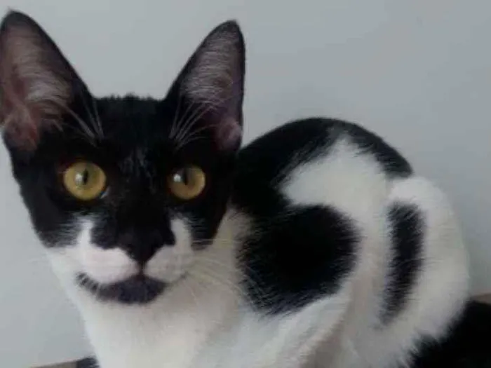 Gato ra a Srd idade 2 a 6 meses nome Gigi