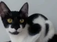 Gigi