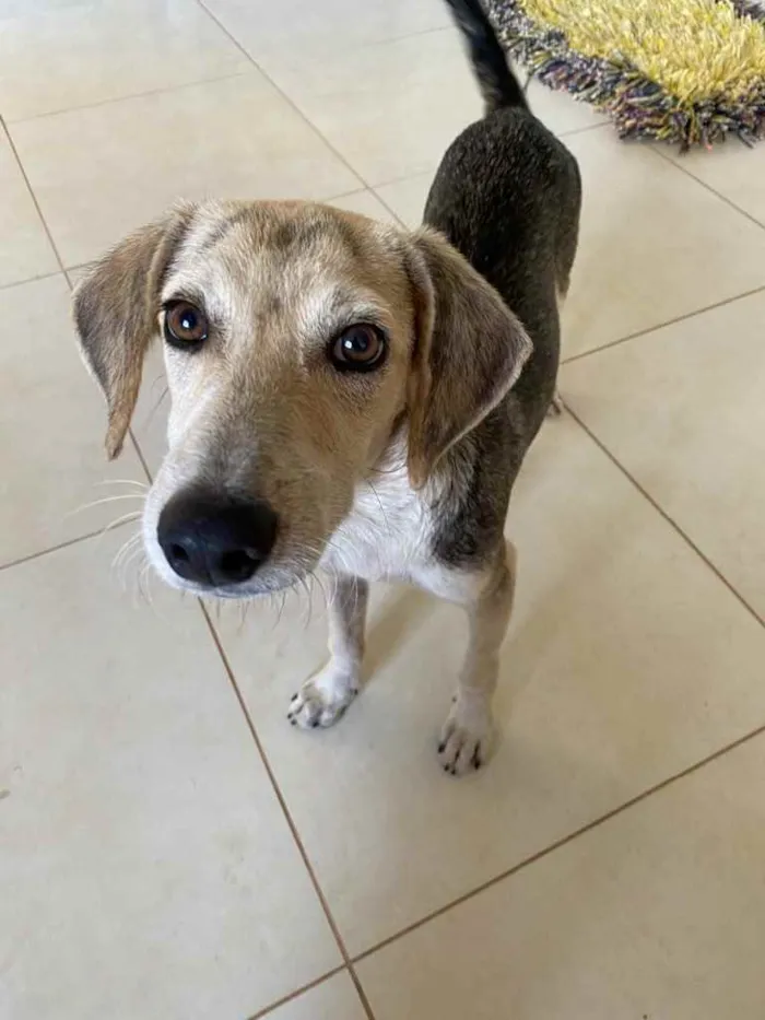 Cachorro raça Não sei idade 7 a 11 meses nome Não tem