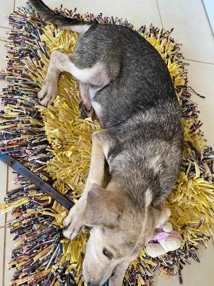 Cachorro raça Não sei idade 7 a 11 meses nome Não tem