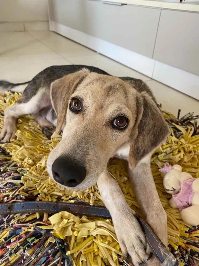 Cachorro raça Não sei idade 7 a 11 meses nome Não tem