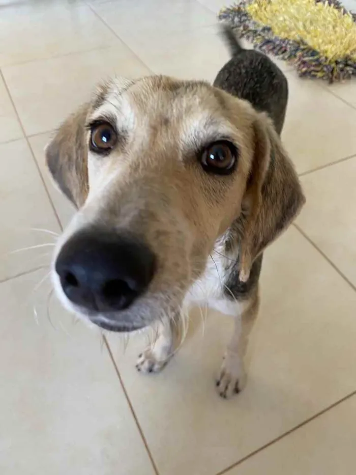 Cachorro raça Não sei idade 7 a 11 meses nome Não tem