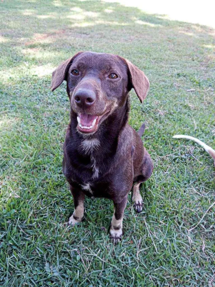 Cachorro ra a Sem raça definida  idade 2 anos nome Bob marley