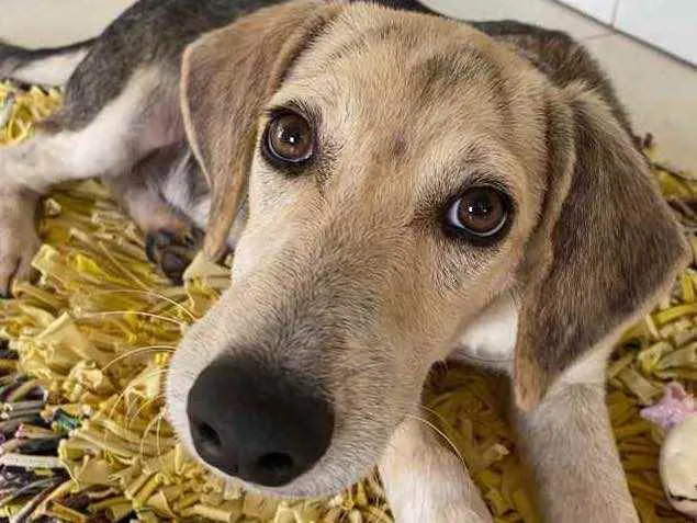 Cachorro raça Não sei idade 7 a 11 meses nome Não tem