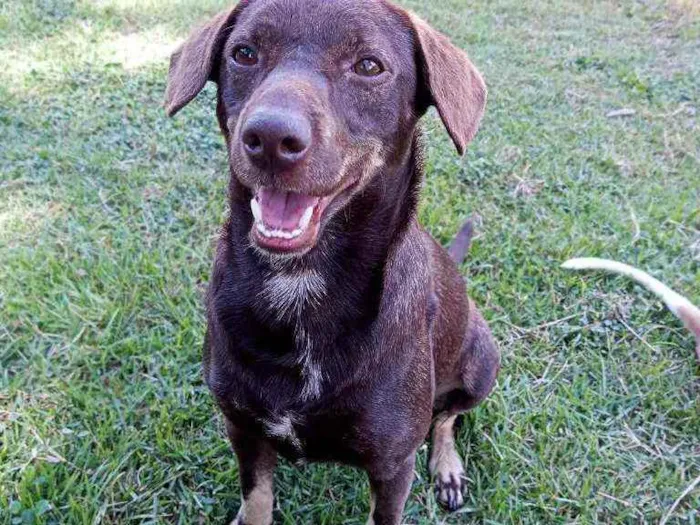 Cachorro ra a Sem raça definida  idade 2 anos nome Bob marley