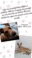 Cachorro raça Vira lata idade 1 ano nome Mila
