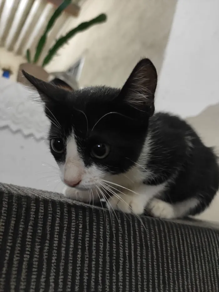 Gato ra a Vira lata idade 2 a 6 meses nome Sem nome