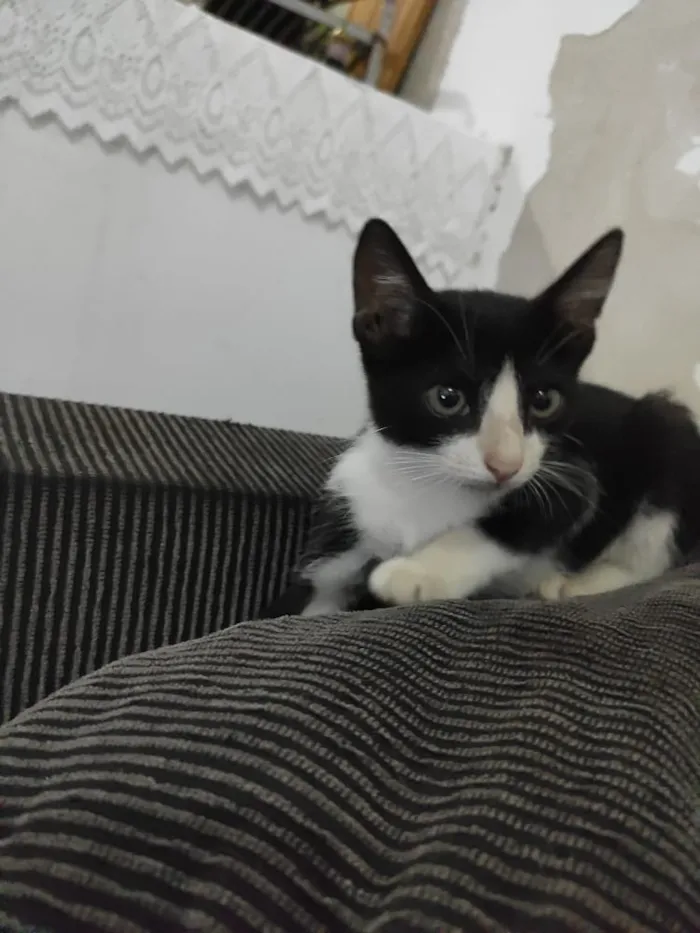 Gato ra a Vira lata idade 2 a 6 meses nome Sem nome