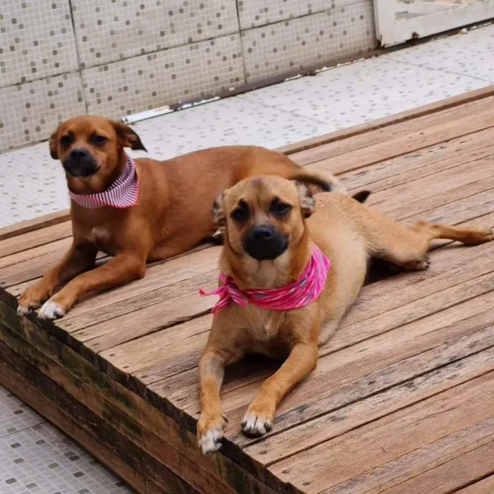 Cachorro ra a srd idade 2 a 6 meses nome MERIDA E MOANA