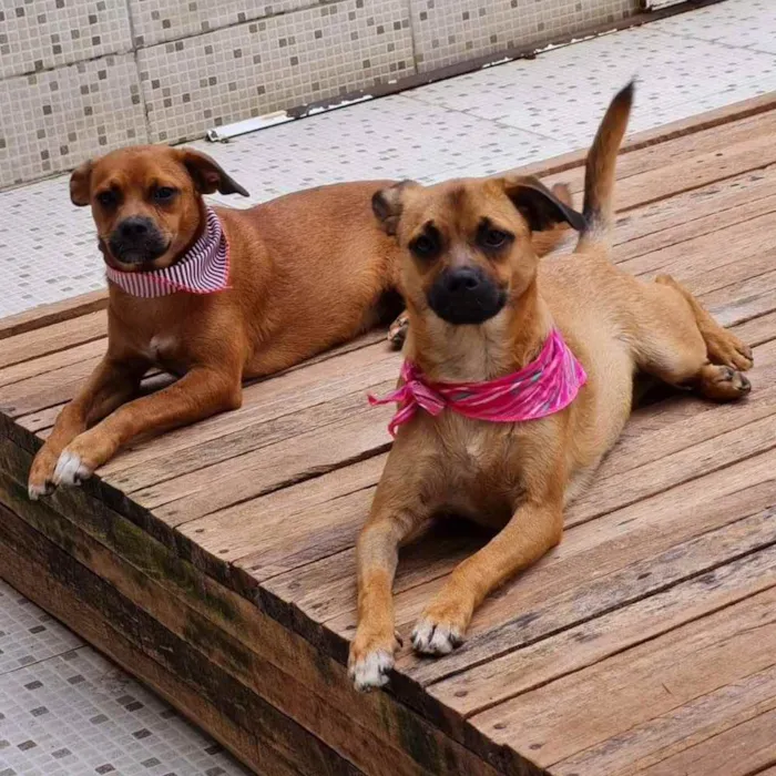Cachorro ra a srd idade 2 a 6 meses nome MERIDA E MOANA