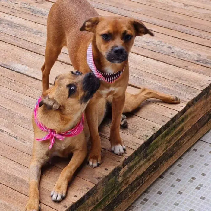Cachorro ra a srd idade 2 a 6 meses nome MERIDA E MOANA