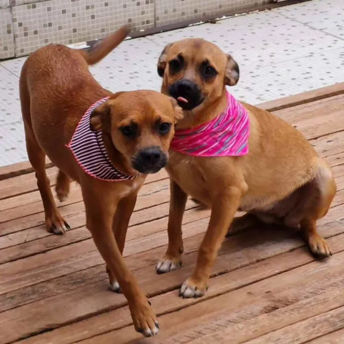 Cachorro ra a srd idade 2 a 6 meses nome MERIDA E MOANA