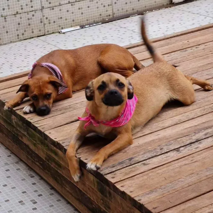 Cachorro ra a srd idade 2 a 6 meses nome MERIDA E MOANA