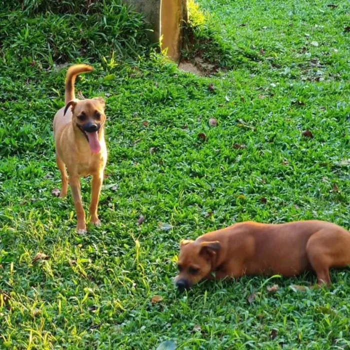Cachorro ra a srd idade 2 a 6 meses nome MERIDA E MOANA