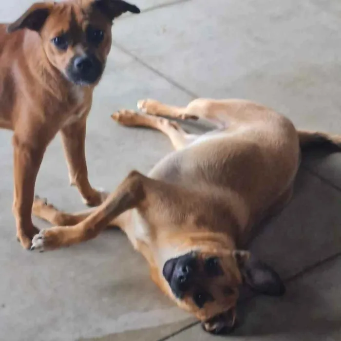 Cachorro ra a srd idade 2 a 6 meses nome MERIDA E MOANA