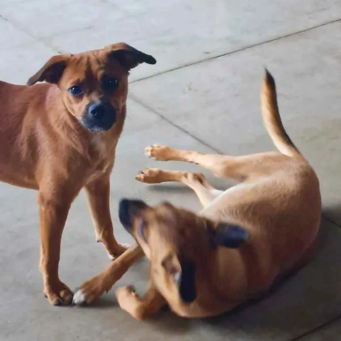 Cachorro ra a srd idade 2 a 6 meses nome MERIDA E MOANA