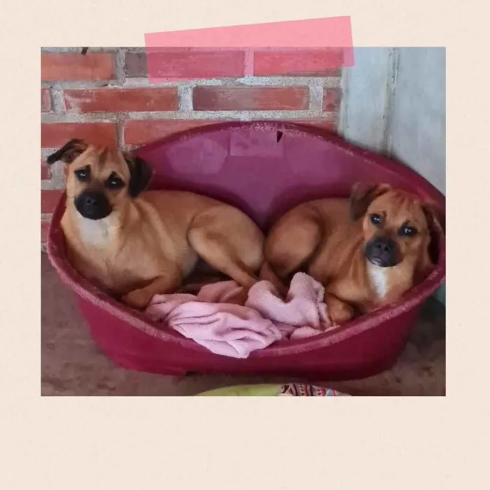 Cachorro ra a srd idade 2 a 6 meses nome MERIDA E MOANA