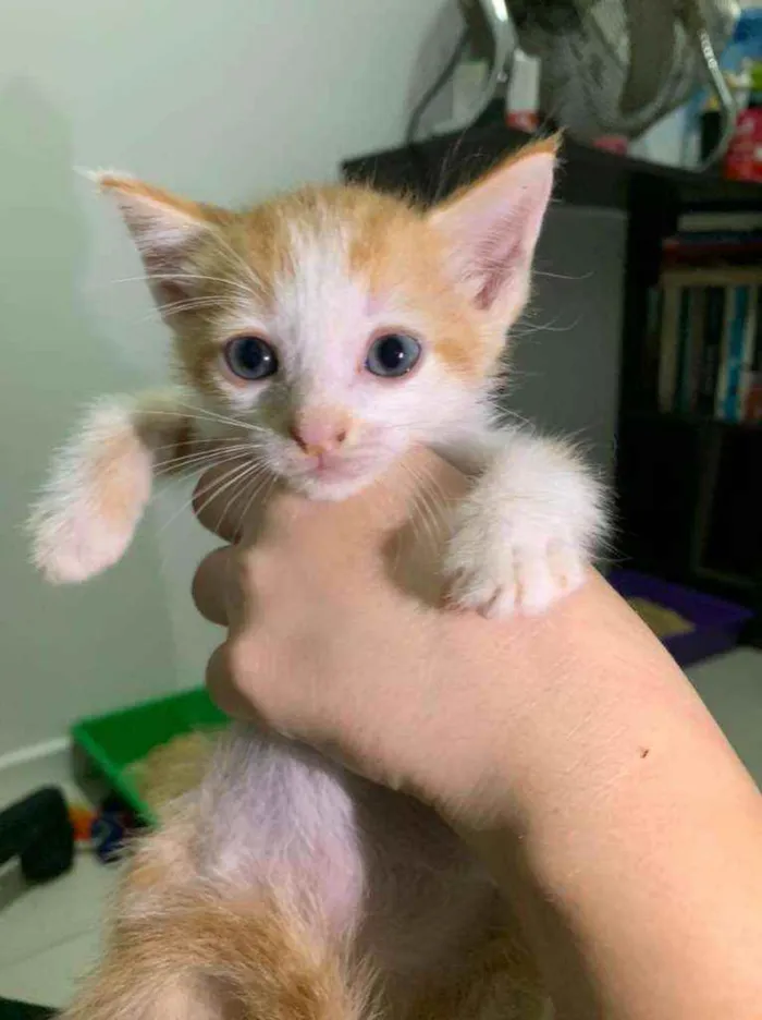 Gato raça SRD idade Abaixo de 2 meses nome ........
