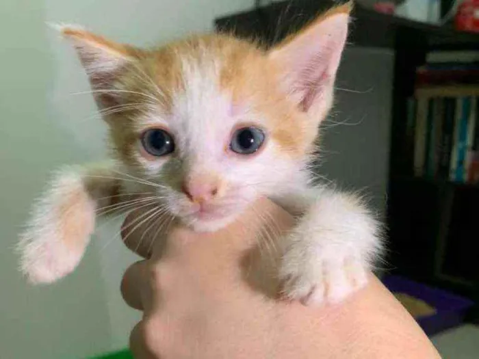 Gato raça SRD idade Abaixo de 2 meses nome ........