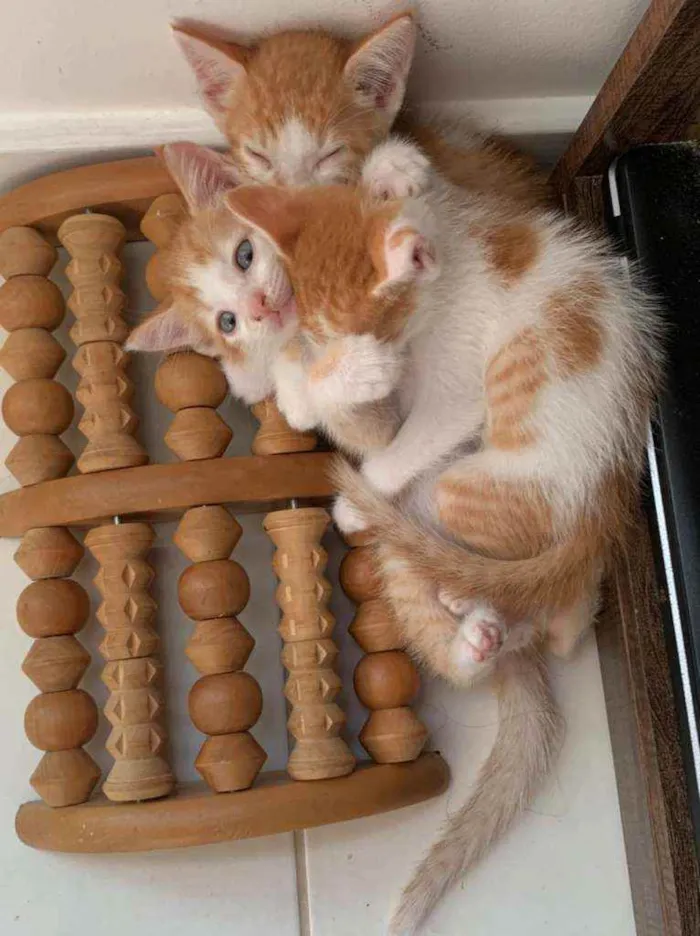 Gato raça SRD idade Abaixo de 2 meses nome ........