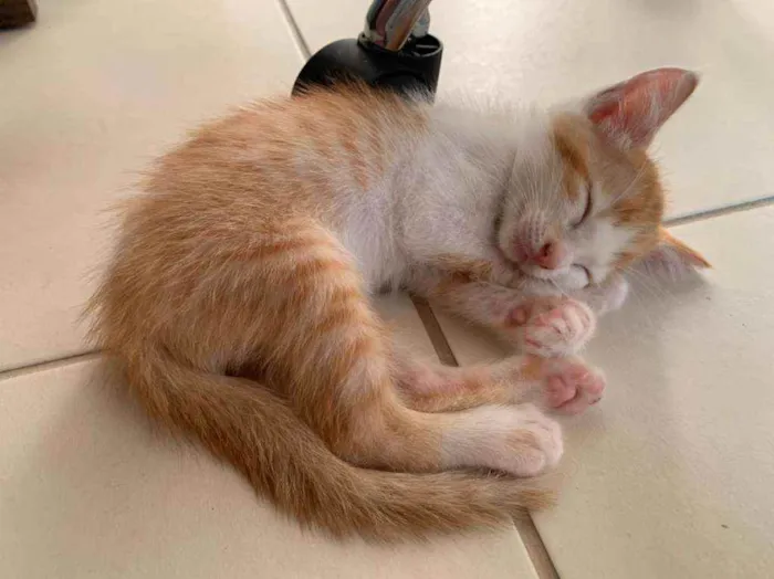 Gato raça SRD idade Abaixo de 2 meses nome ........