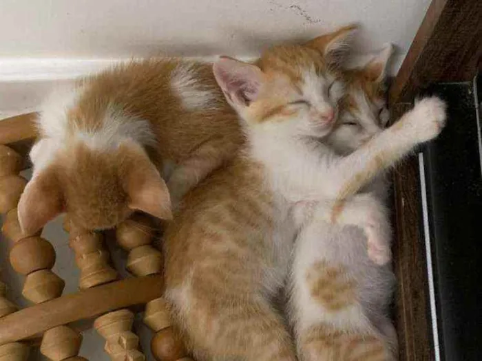 Gato raça SRD idade Abaixo de 2 meses nome ........