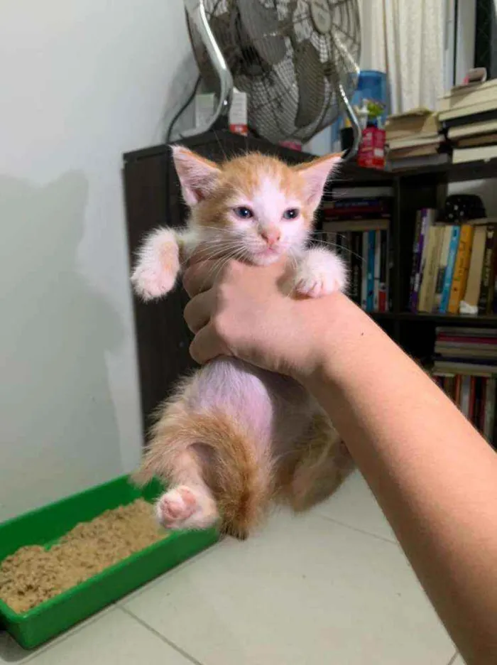 Gato raça SRD idade Abaixo de 2 meses nome ........