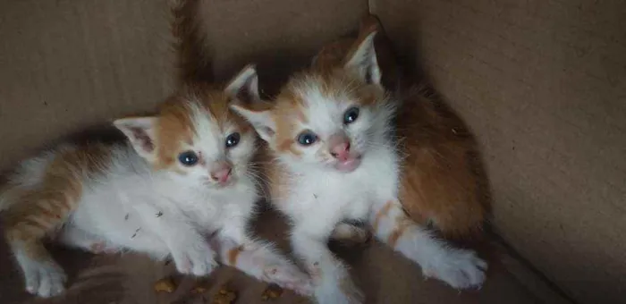 Gato raça SRD idade Abaixo de 2 meses nome ........