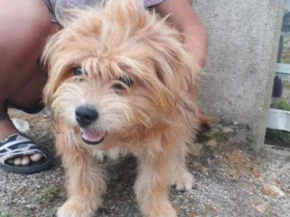 Cachorro ra a Em. Holandês/vira lata idade  nome Sofia