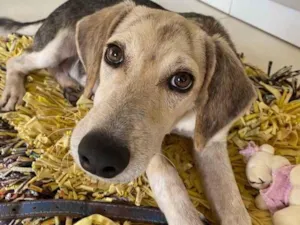 Cachorro raça Não sei idade 7 a 11 meses nome Não tem