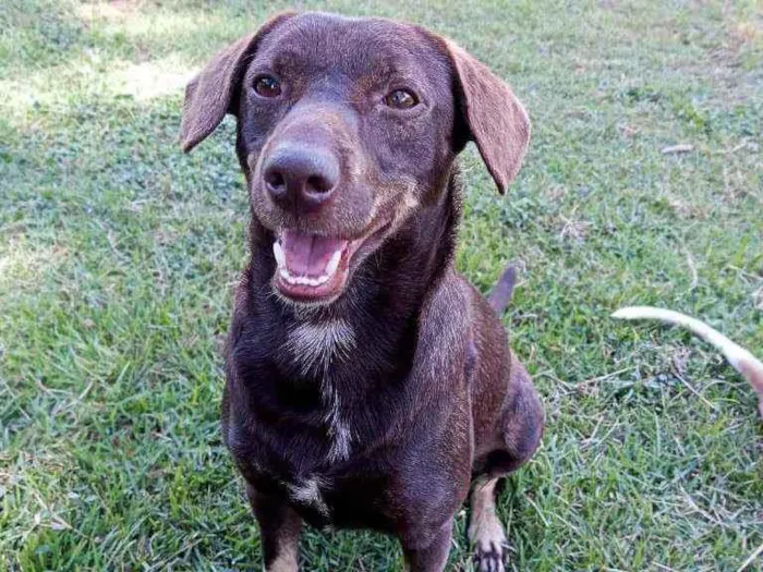 Cachorro ra a Sem raça definida  idade 2 anos nome Bob marley