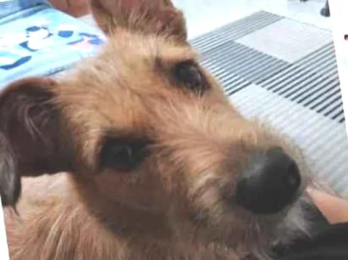 Cachorro raça Vira lata idade 1 ano nome Mila