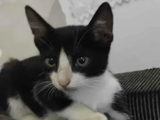 Gato ra a Vira lata idade 2 a 6 meses nome Sem nome