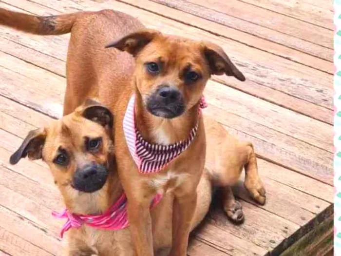 Cachorro ra a srd idade 2 a 6 meses nome MERIDA E MOANA