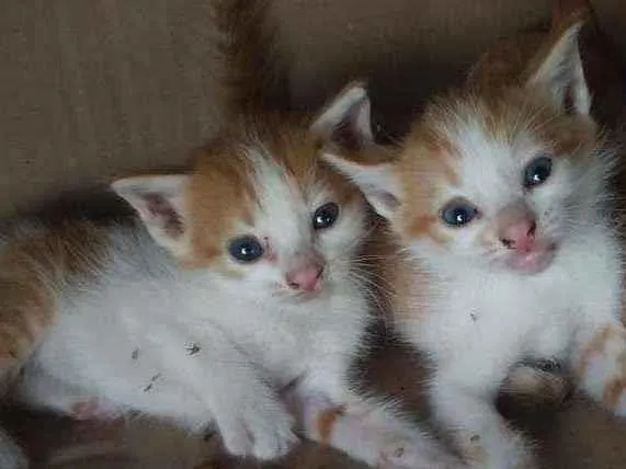 Gato raça SRD idade Abaixo de 2 meses nome ........