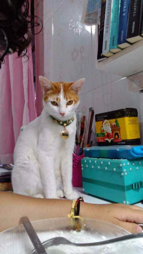 Gato ra a Srd idade 1 ano nome Bílu