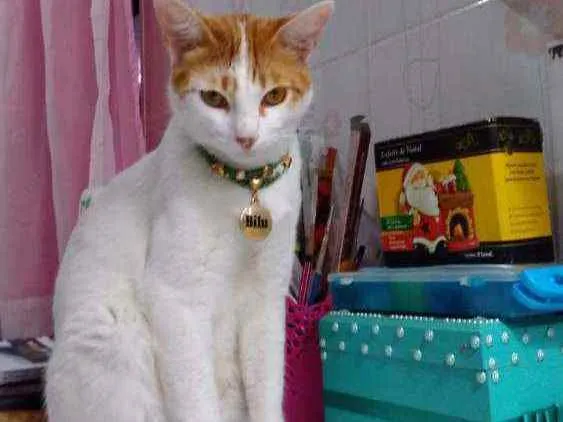 Gato ra a Srd idade 1 ano nome Bílu