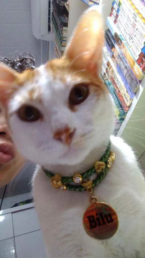 Gato ra a Srd idade 1 ano nome Bílu