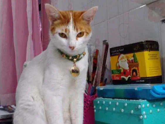 Gato ra a Srd idade 1 ano nome Bílu