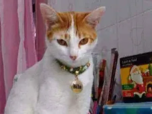 Gato raça Srd idade 1 ano nome Bílu