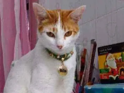 Gato ra a Srd idade 1 ano nome Bílu