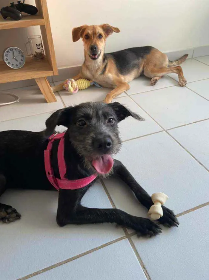 Cachorro raça Vira-lata idade 2 a 6 meses nome Banguela