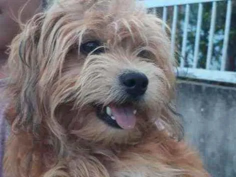 Cachorro ra a Em. Holandês/vira lata idade  nome Sofia
