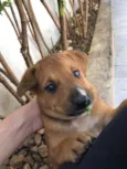 Cachorro raça Sem Raça Definida idade Abaixo de 2 meses nome Sem nome