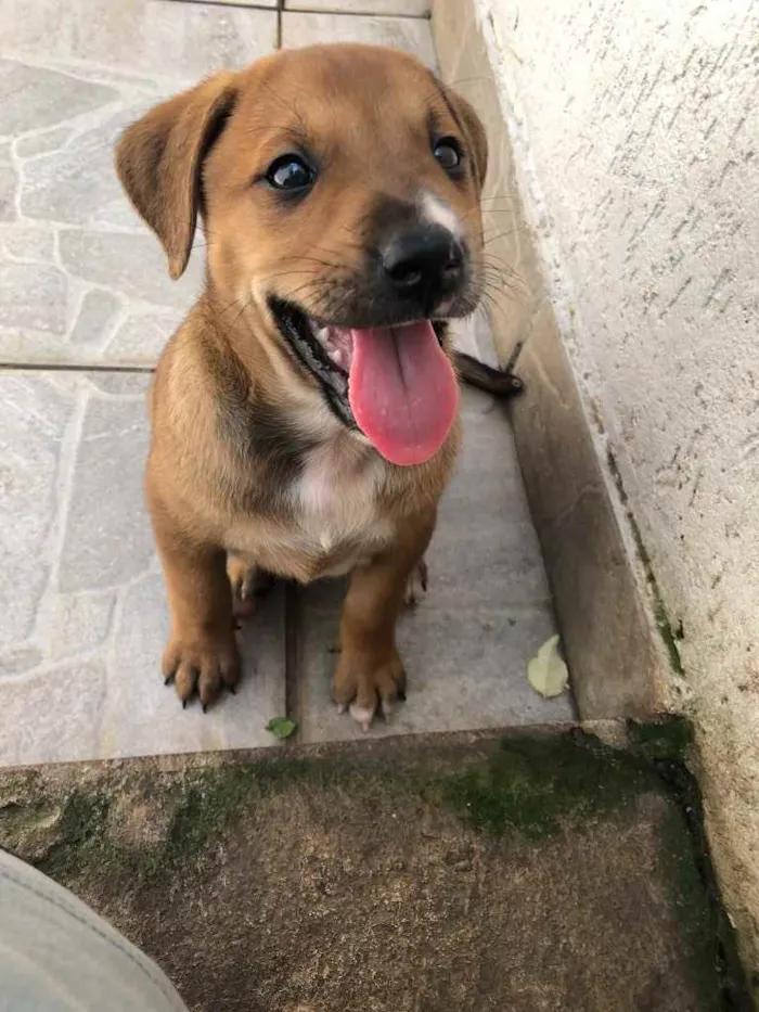 Cachorro raça Sem Raça Definida idade Abaixo de 2 meses nome Sem nome