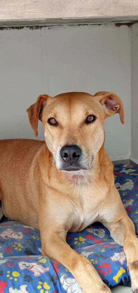 Cachorro ra a Viralata idade 3 anos nome Não sei